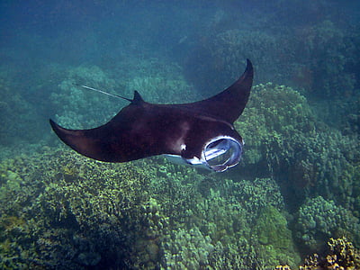 Manta ray, Manta, Hawaii, Ray, undervanns, Tropical, Wild