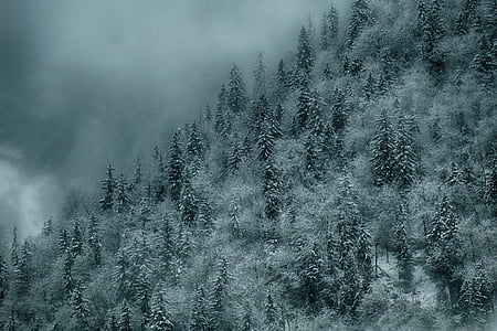 圣诞节, 圣诞节图片, 森林, 冷杉, 雪, 寒冷, 小山