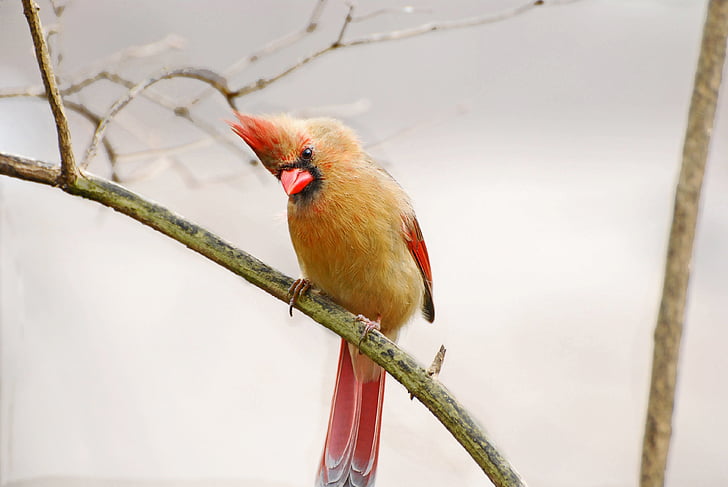 bird, female, cardinal, nature, feather, beak, spring