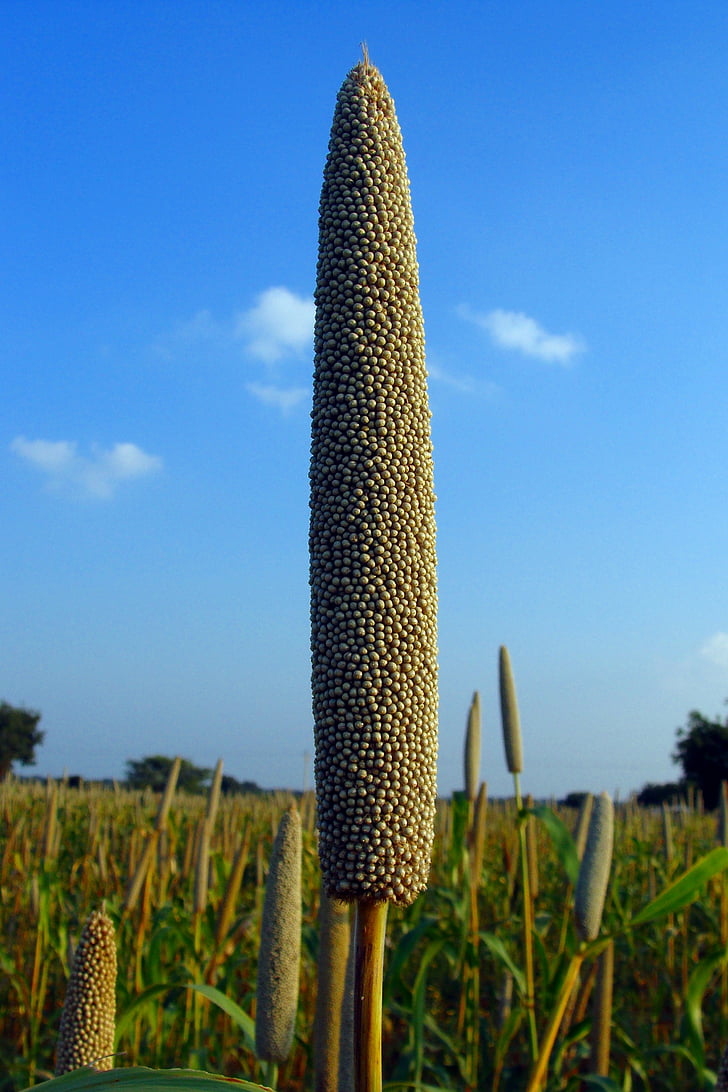 Pearl millet, bajra, cultiu, Lingsugur, Raichur, Karnataka, l'Índia