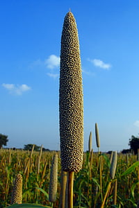 pearl millet, bajra, cultivation, lingsugur, raichur, karnataka, india