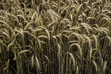 cereales, centeno, campo de centeno, grano, naturaleza, espiga, campo de maíz