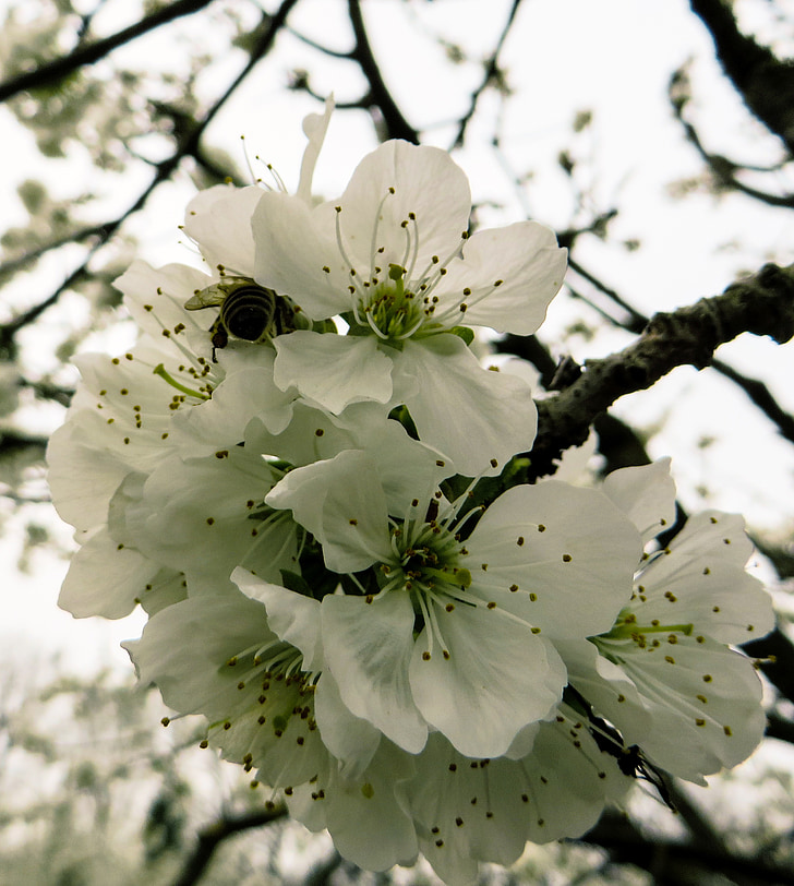 spring, spring awakening, blossom, bloom, cherry blossom, bee, close