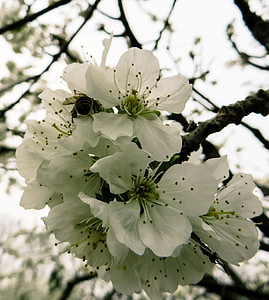kevään, Frühlingserwachen, Blossom, Bloom, kirsikankukka, mehiläinen, Sulje