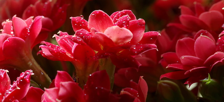rosso, fiore, i petali, gocce, in vaso, viola, minori