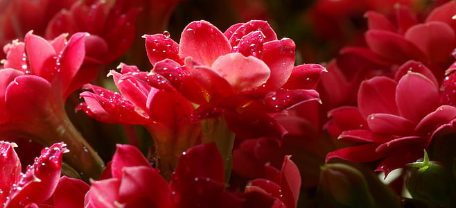 piros, virág, a szirmok, csepp, Cserepes, lila, kisebb