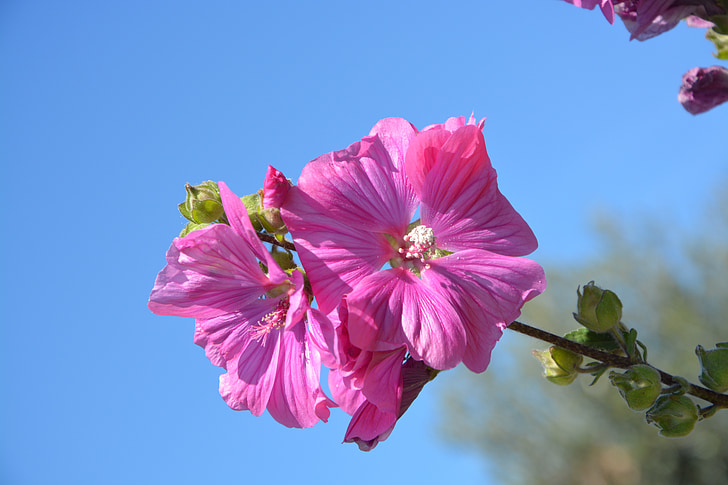 Hibiscus, rozā ziedi, ziedlapas, rozā krāsa, augu, botānika, ziedēšanas