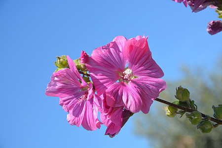 Hibiscus, rosa blommor, kronblad, färgen rosa, Anläggningen, botanik, blommande