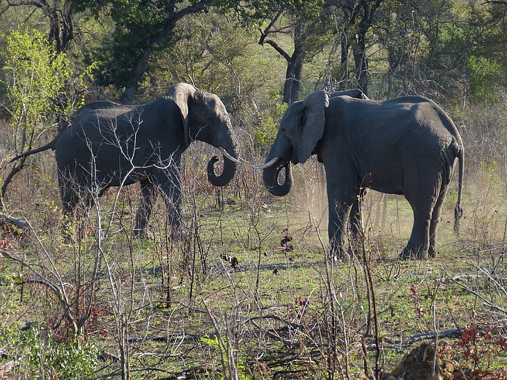 Afrika Selatan, Gajah, pachyderm, Belalai, lima besar, melawan, mengancam