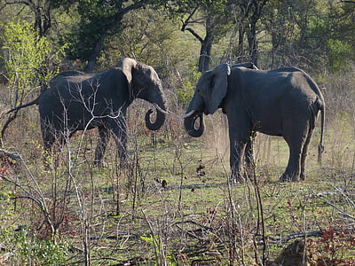 south africa, elephant, pachyderm, proboscis, big five, fight, threaten