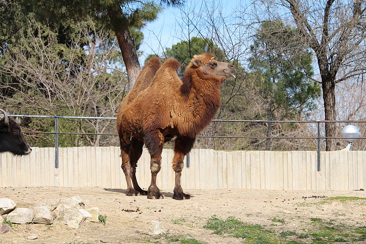 camello, animales, Parque zoológico