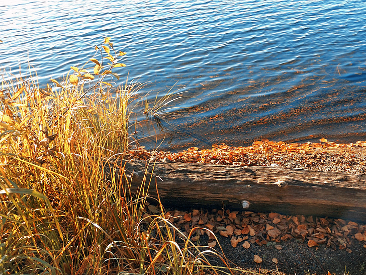 lake, fall, water, driftwood, nature, grass, contemplation