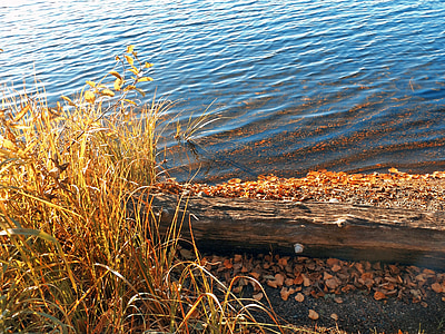 lake, fall, water, driftwood, nature, grass, contemplation
