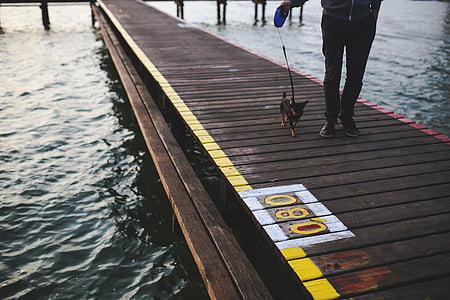 今晩, 徒歩, ウォーキング, 犬, 動物, 桟橋, 水