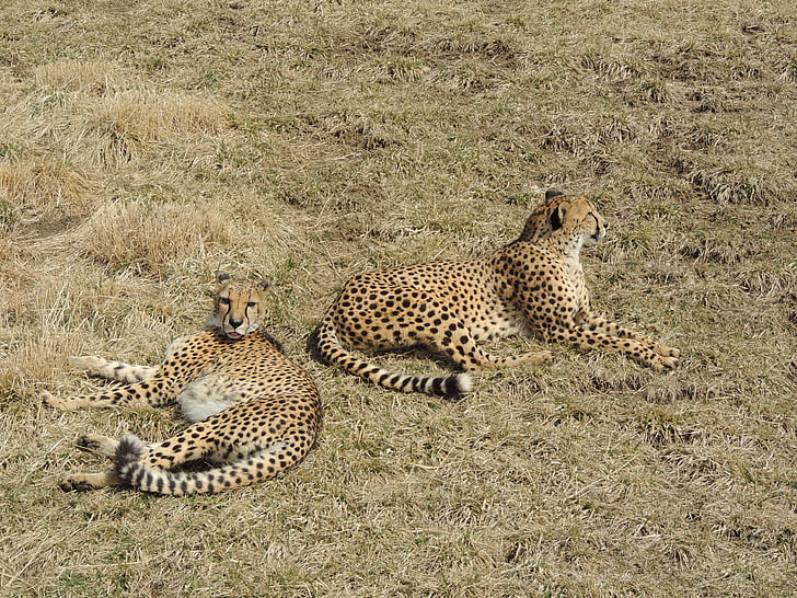 Cheetah, dyr, Safari, udendørs, vilde, Wildlife, Steder