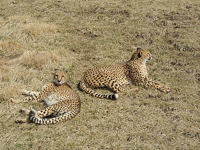 gepard, živali, Safari, na prostem, divje, prosto živeče živali, vložki