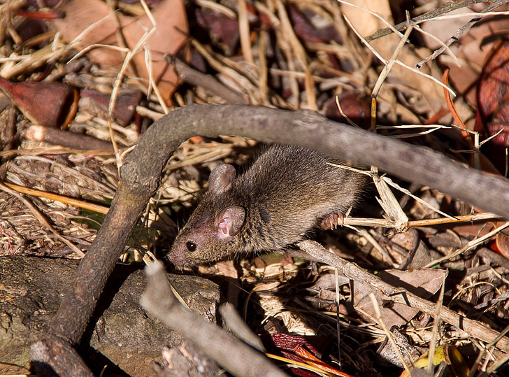 Antechinus, Phascolosorex muis, buideldier, native, Australië, Wild, verborgen