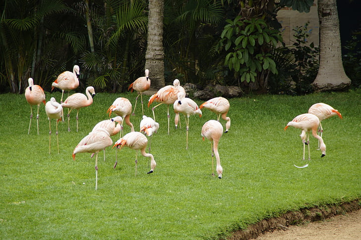 flamingoer, lyserøde flamingoer, fugle, Langbenet, Pink, Zoo, vand fugl