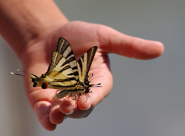 sommerfugle, dyr, hånd, vinger, insekt, menneskelige hånd, menneskelige kropsdel