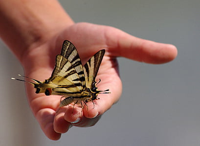 borboletas, animais, mão, asas, inseto, mão humana, parte do corpo humano