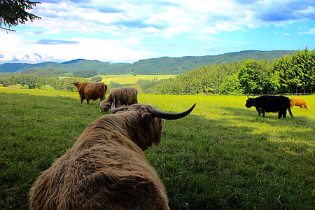 gado, vacas, carne das terras altas, Escócia, floresta negra, chifres, pasto