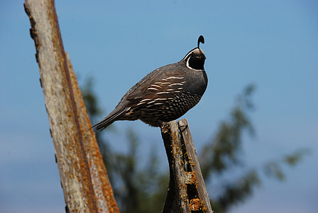quail, bird, pole, crest, washington state, north america