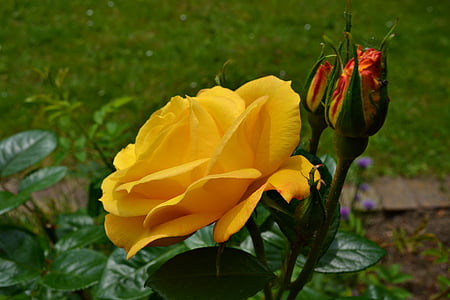 自然, 花园, 花, 黄色, 玫瑰, 黄色的花, 黄玫瑰