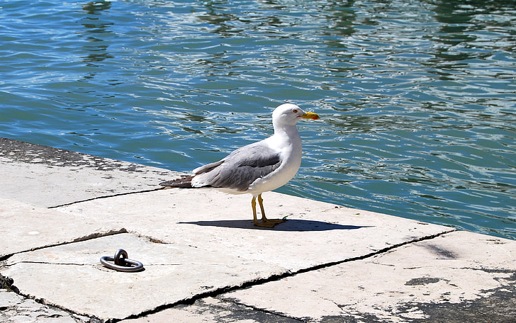 seagull, sea, water, paws, beak