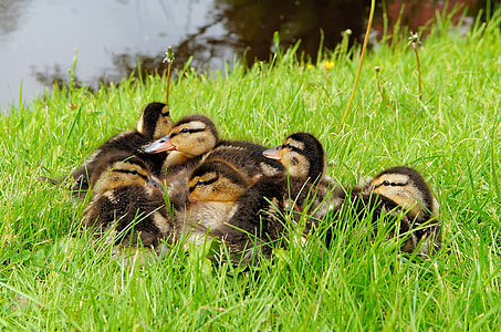 ducks, chicks, small, fluff, young bird, cute