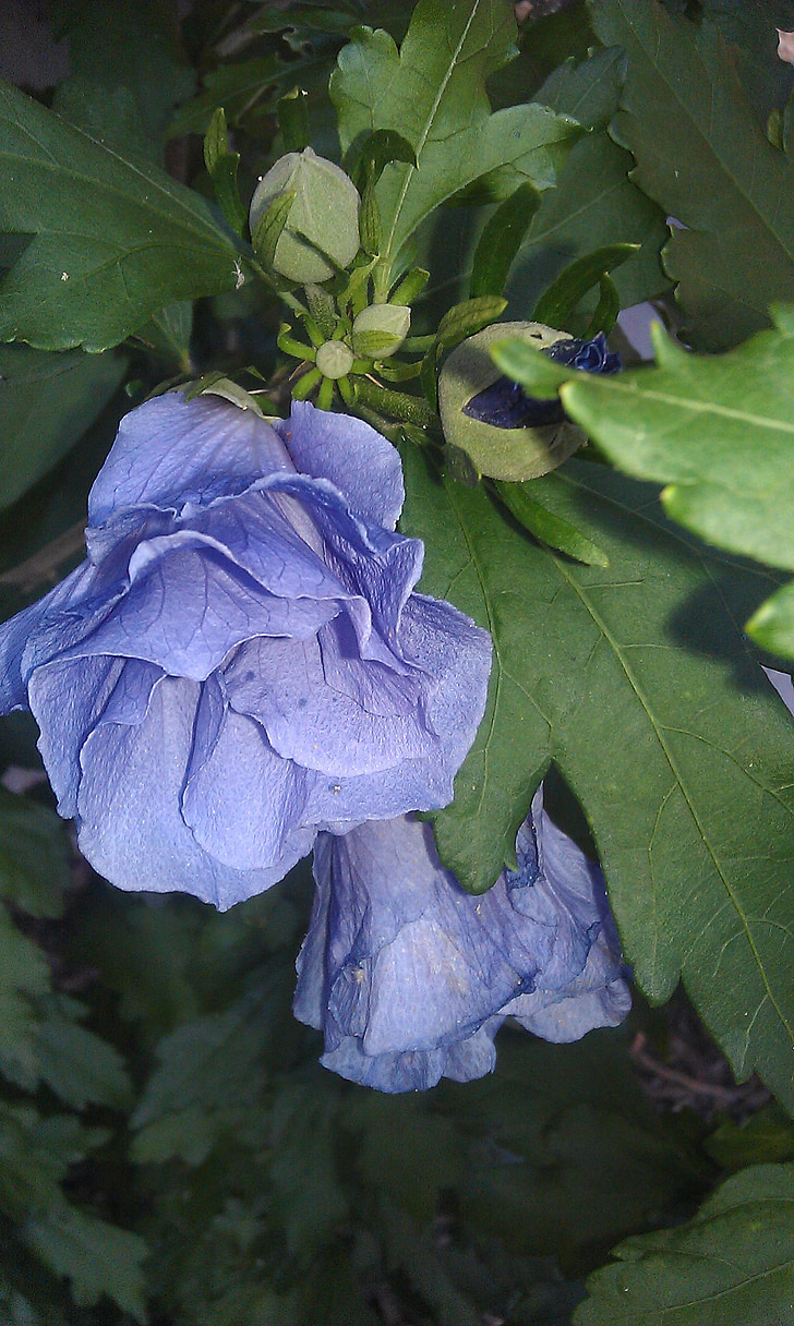 цветя, синьо, природата