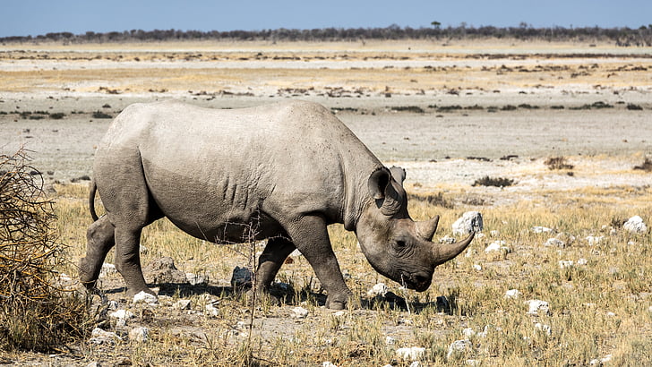 rinozeros, Rhino, breitmaulnashorn, Safari, Afrika, Botswana, nationaal park