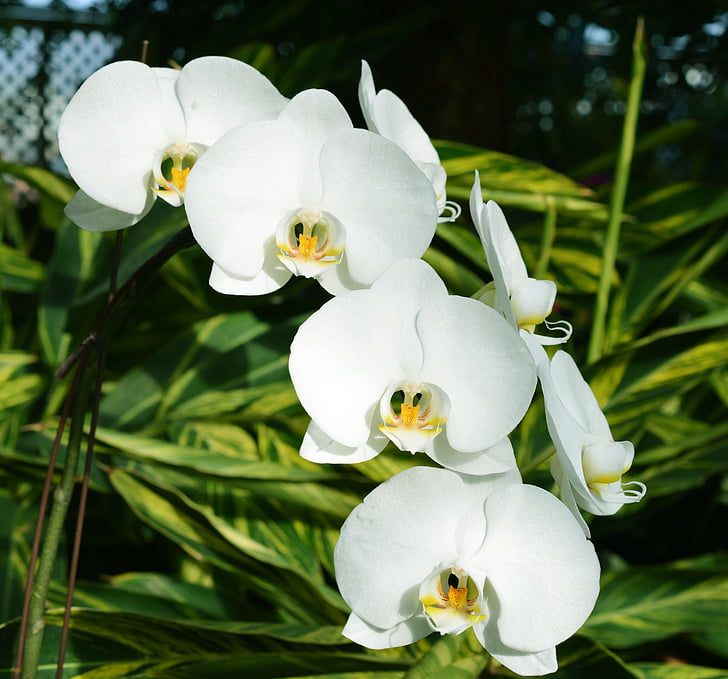 orquídeas, Branco, flores, botânica, natureza, planta, flor