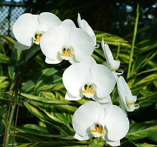 orchids, white, flowers, botany, nature, plant, blossom