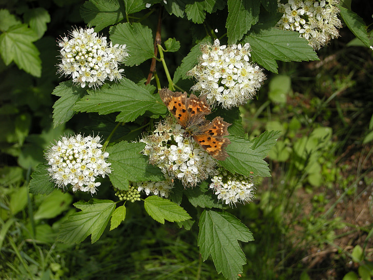 květiny, Příroda, motýl, květ