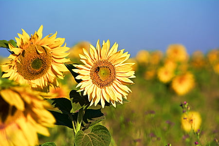 flor do sol, flor, flor, amarelo, flor de verão, inseto, Hummel
