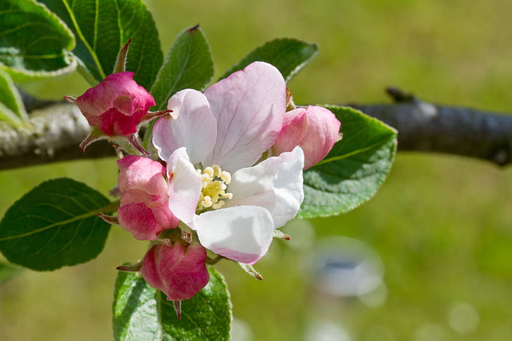 Apple blossom, Jabłoń, drzewo, kwiat, Bloom, Natura, roślina
