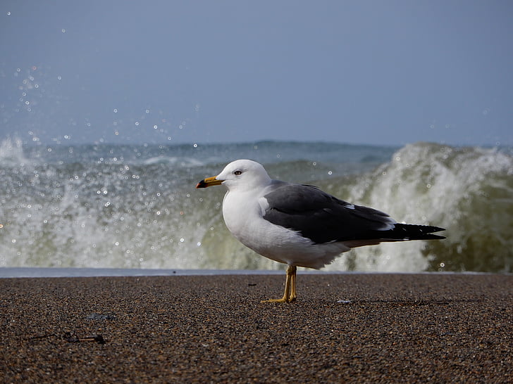 animale, mare, plajă, val, sea gull, Pescăruşul, păsări marine