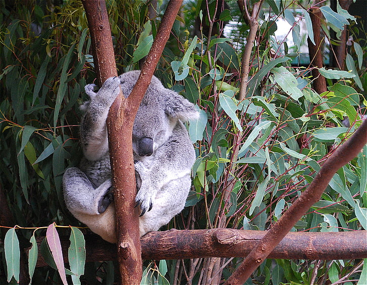 koala, bear, animal, cute, wildlife, eucalyptus, zoo