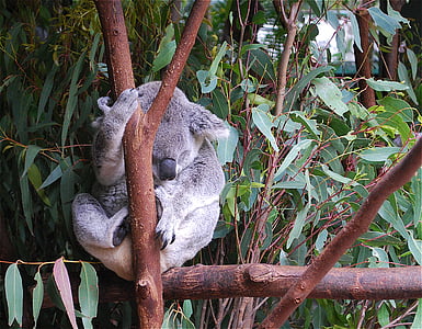 Koala, lokys, gyvūnų, mielas, Laukiniai gyvūnai, Eukaliptas, zoologijos sodas