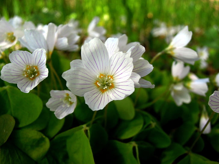 Oxalis, fleur, blanc, fleurs, nature, Closeup, fleur blanche