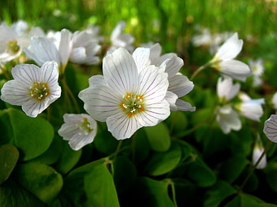 Oxalis, floare, alb, flori, natura, closeup, flori albe