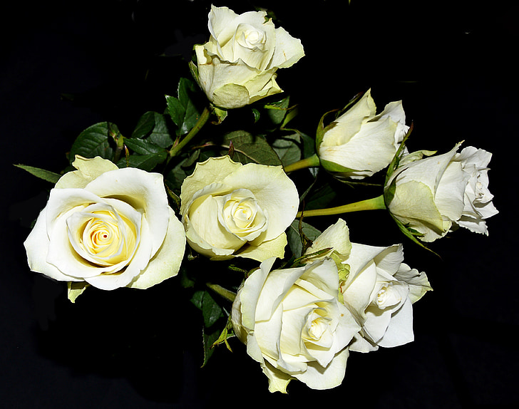 hvide roser, blomstrede, Bush