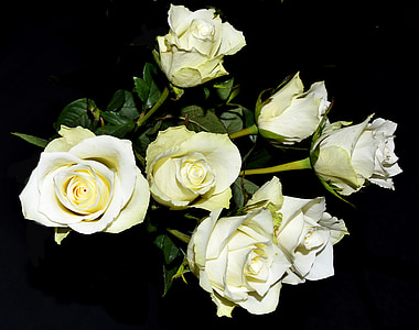 bílé růže, vzkvétala, Bush