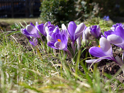 primavera, flor, floración, púrpura, bühen, planta, violeta