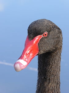 headshot, swan, black