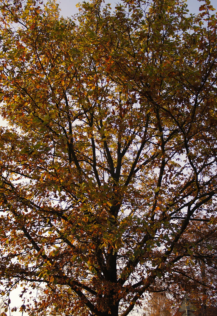 Herbst, Baum, 'Nabend, Natur, Sonnenuntergang, Westen, Frieden