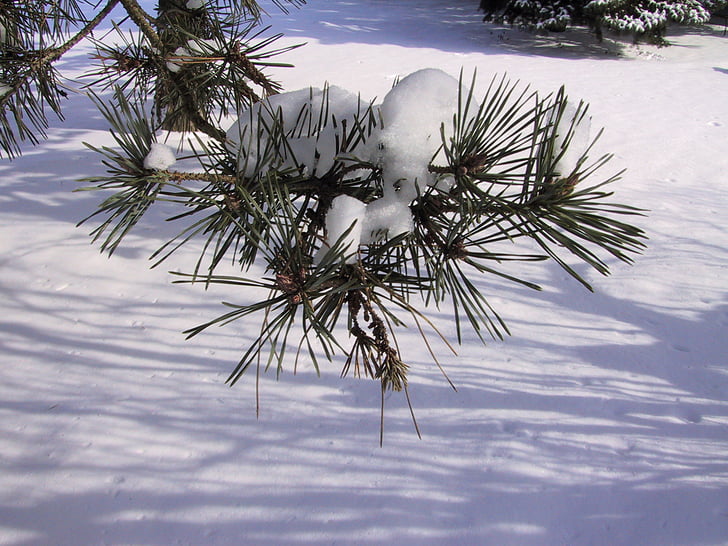 snijeg, borova grana, zimzelen, zelena, drvo, priroda, igla