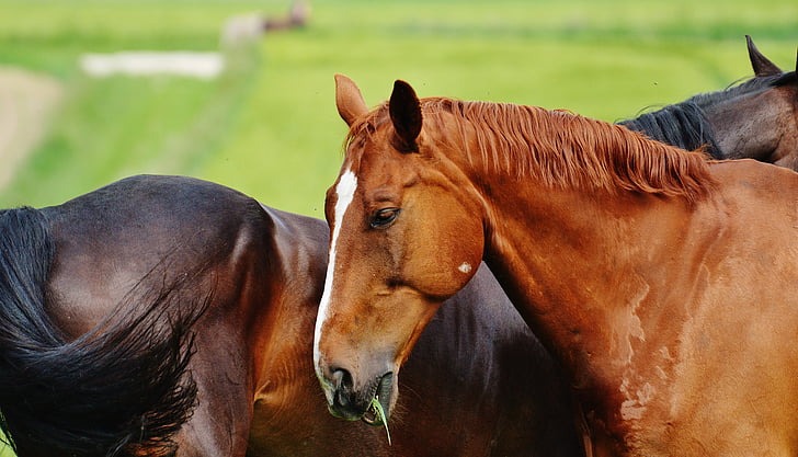 hästar, för två, koppling, hingst, äta, Paddock, brun