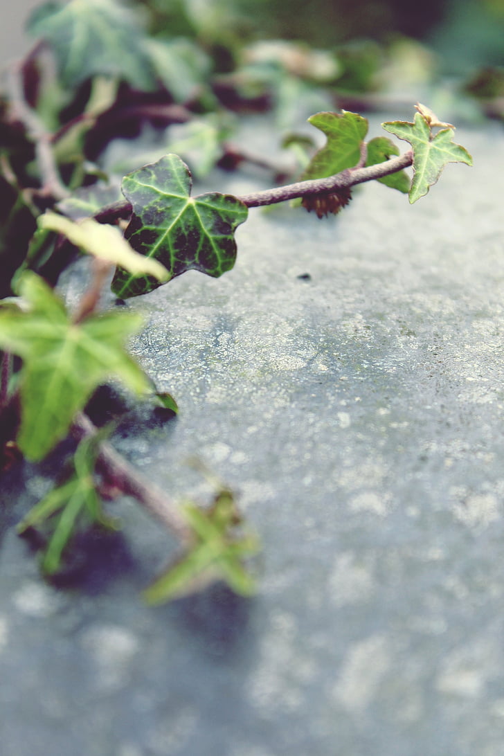 Ivy, kameň, Ranke, zanášanie, rastlín, staré, Zelená