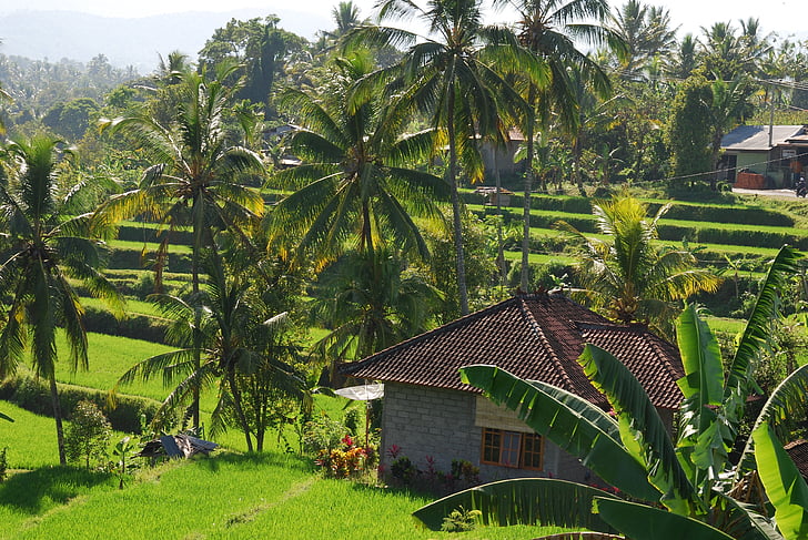 Bali, Paddy, grön, naturen, Hut, landskap, tropiskt klimat